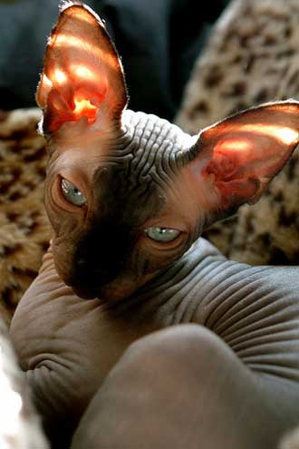 sphynx