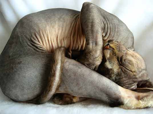 sleeping sphynx