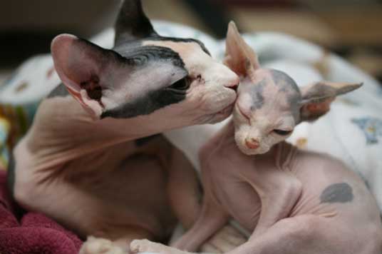 sphynx mother and kitten