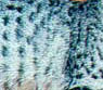 Spotted tabby pattern