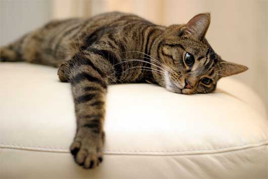 Tabby cat lying1