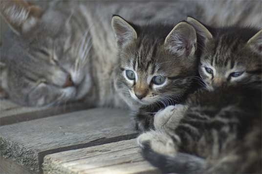 silver tabby kitten