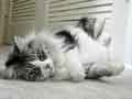rolling cats