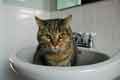 Cats in basins