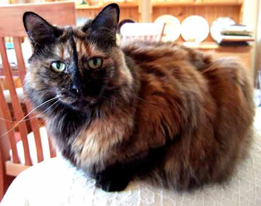 Long-haired tortie cat