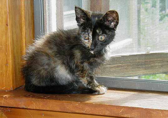 tortie kitten