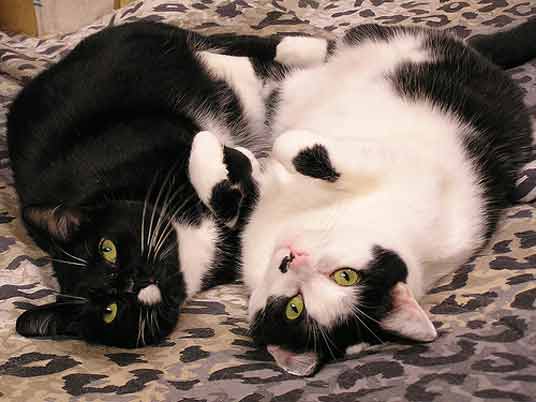 two tuxedo cats