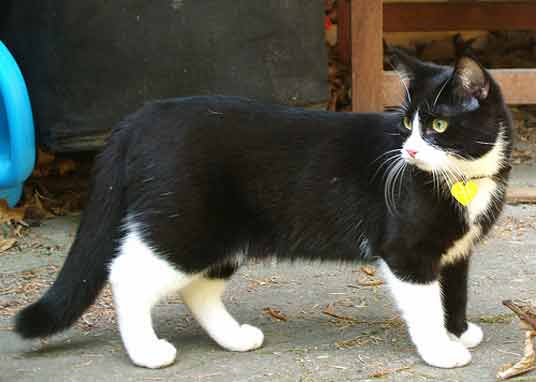 tuxedo cat