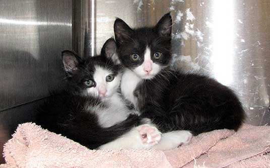 tuxedo kittens