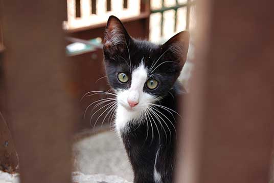 tuxedo kitten