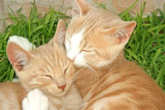Two red tabby cats