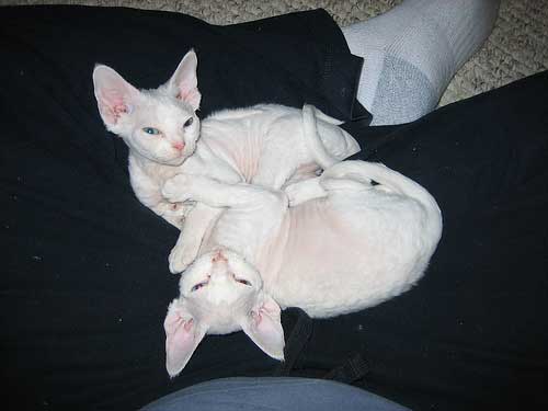 white devon rex kittens