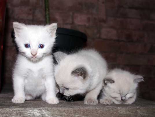 three white kittens