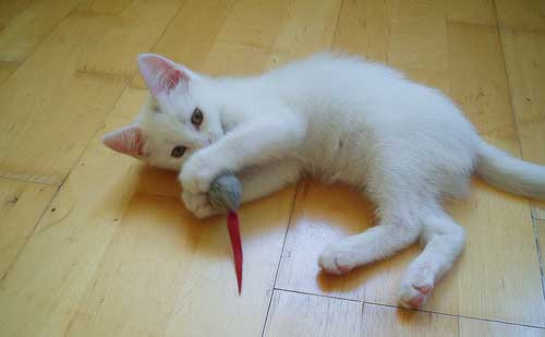 white kitten playing