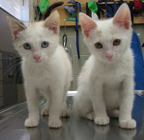 two white kittens