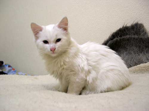 white fluffy cat on bed