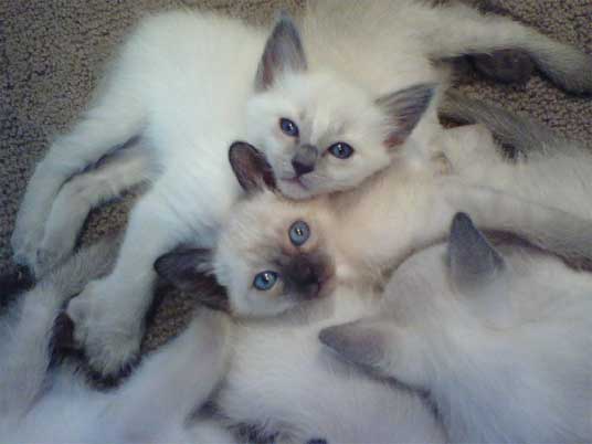 balinese kittens