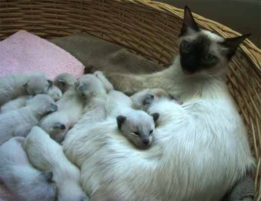 balinese litter