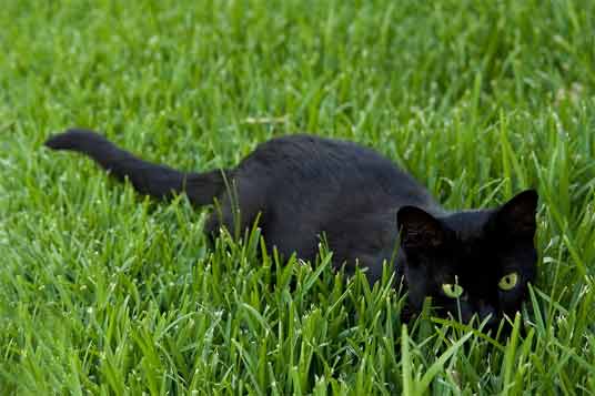black cat in grass
