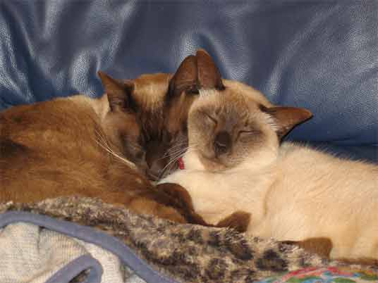 burmese cats