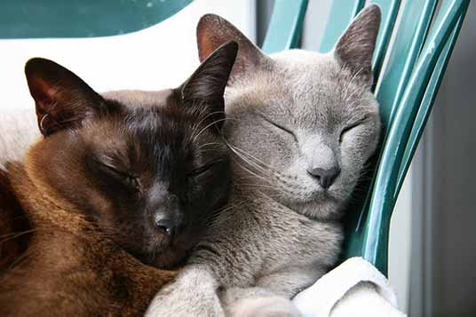 burmese cats
