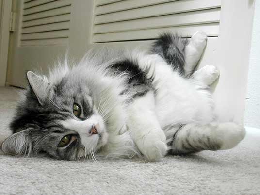 rolling cat