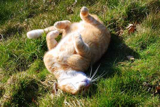 ginger cat