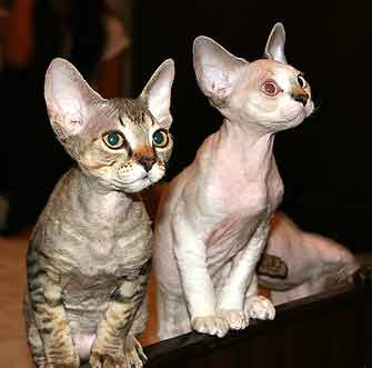 Devon Rex Cats