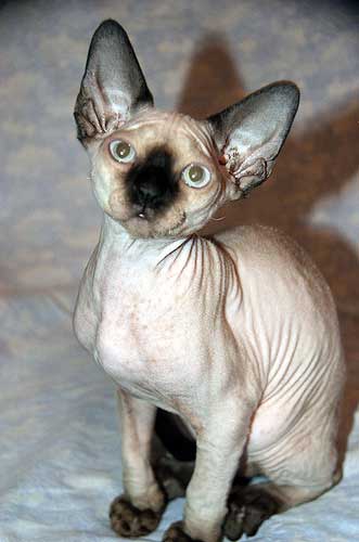 Devon Rex Cat