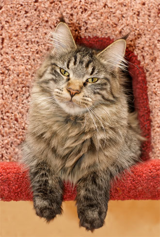 maine coon sitting