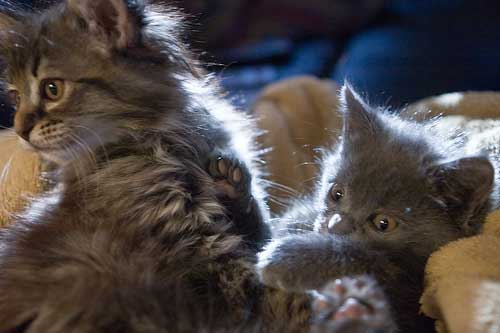 two fluffy kittens