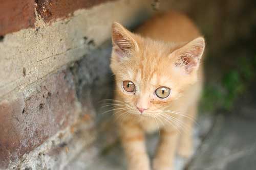 red kitten