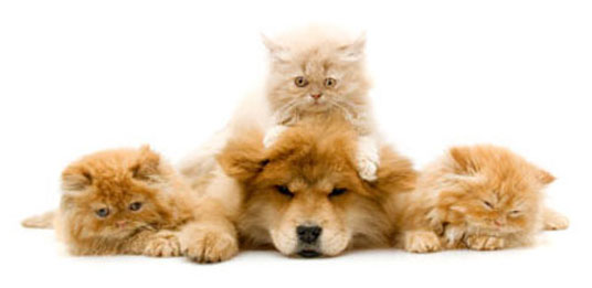 orange kittens with dog