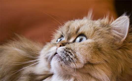 persian cat