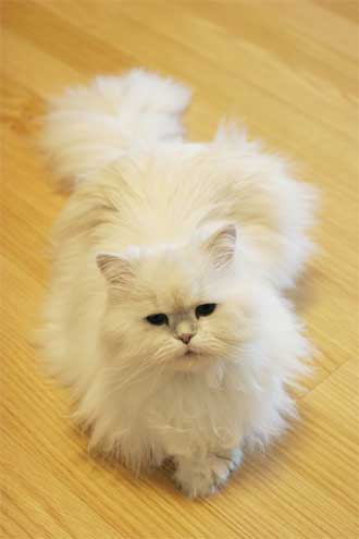 white persian