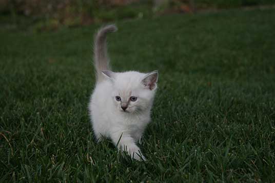 ragdoll kitten