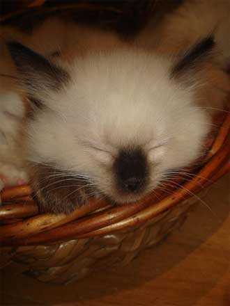 ragdoll kitten