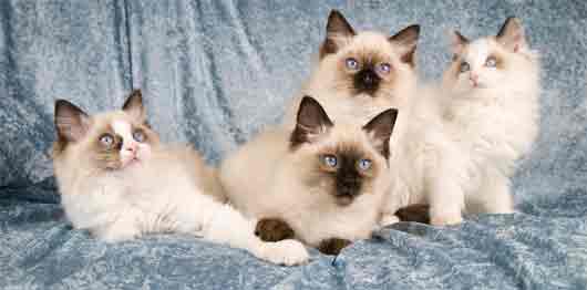 ragdoll kittens