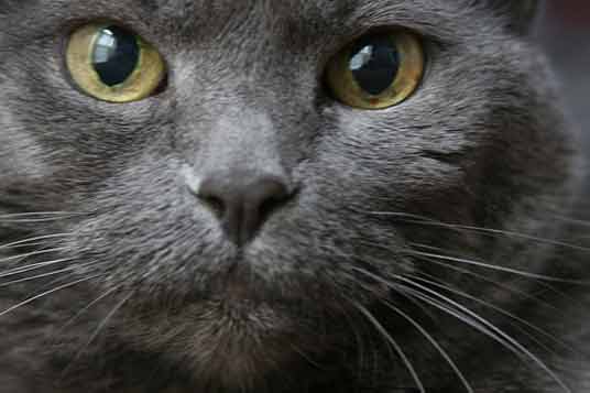 russian blue close-up