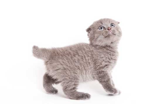 scottish fold kitten