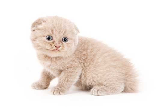 scottish fold kitten