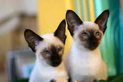 Siamese cats
