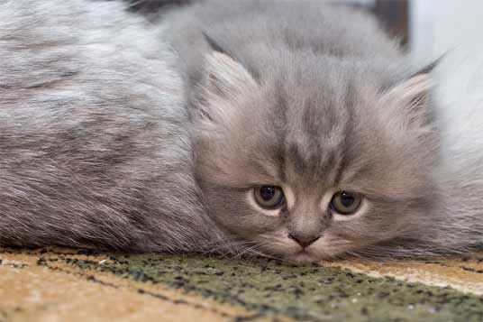 silver kitten