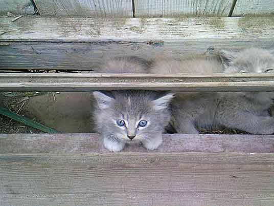 hiding silver kittens