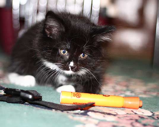 tuxedo kitten