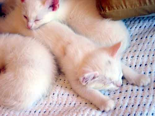 white kittens