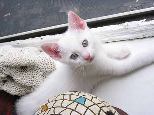 white kitten