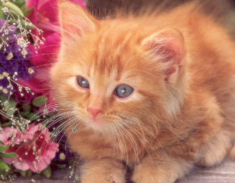 Beautiful orange kitten