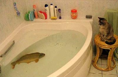 Cat fishing in the bath tub