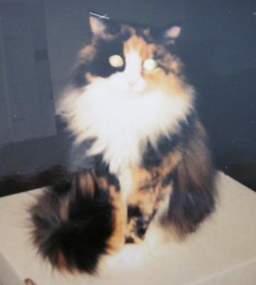 This is Tabitha sitting on one of my boxes which I took around October 1995.